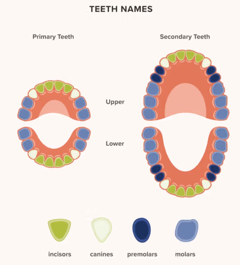 Teeth Name