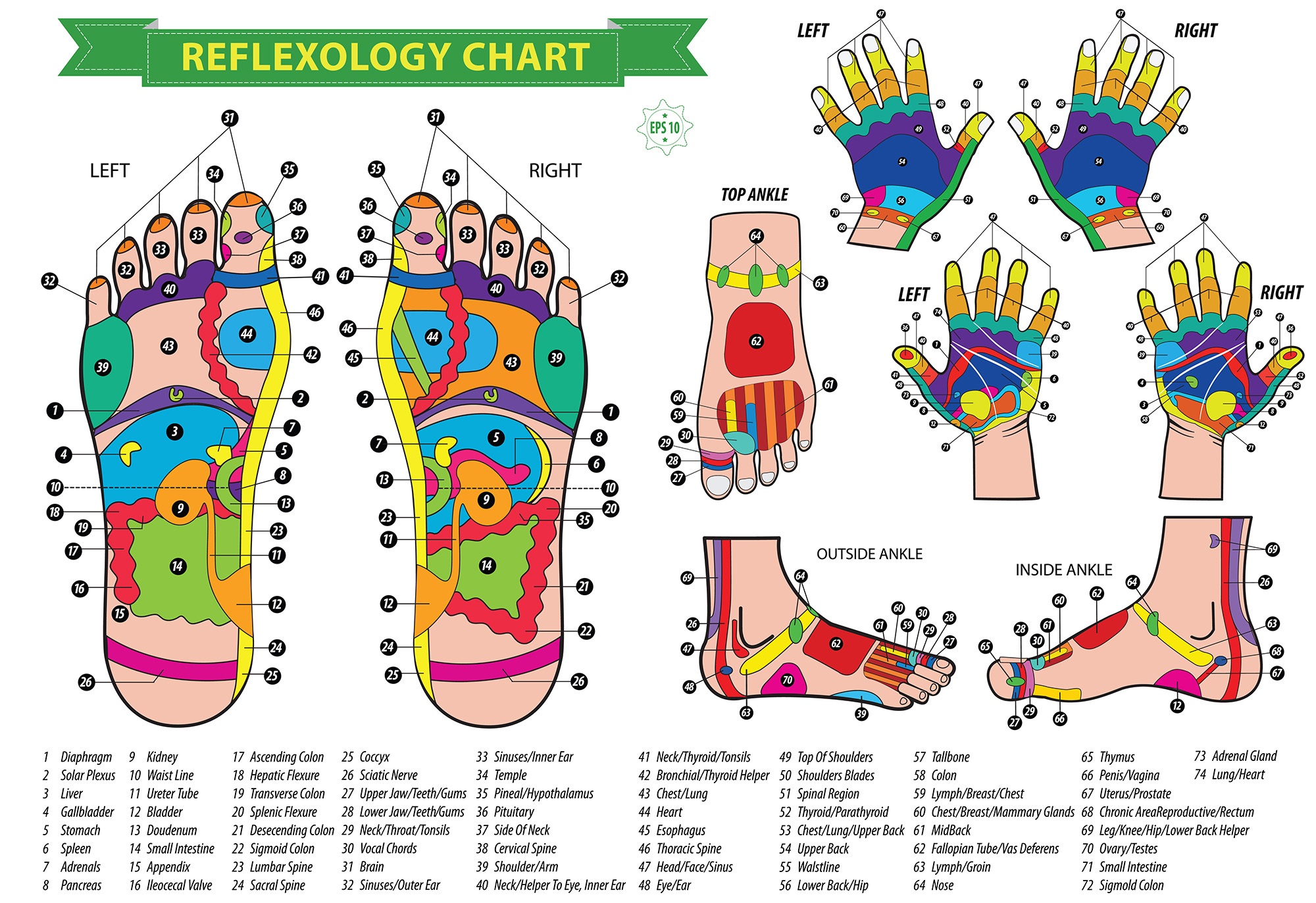 Hand and Food Reflexology Chart