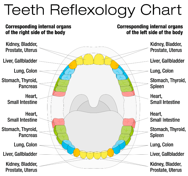 Teeth Reflexology Chart