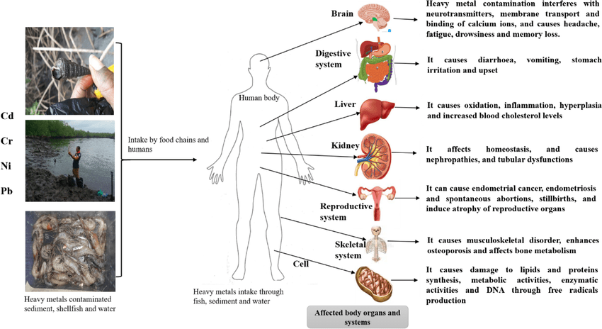 Health effects of heavy metals on human organs and systems