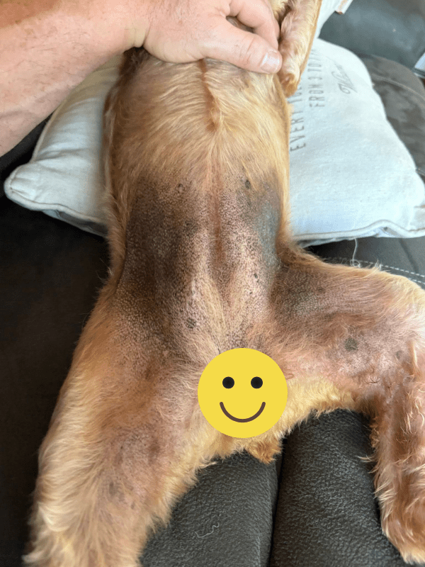 Spooky2 Biofeedback for Dogs-2