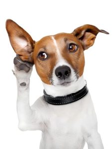 Dog-Hearing-Loss