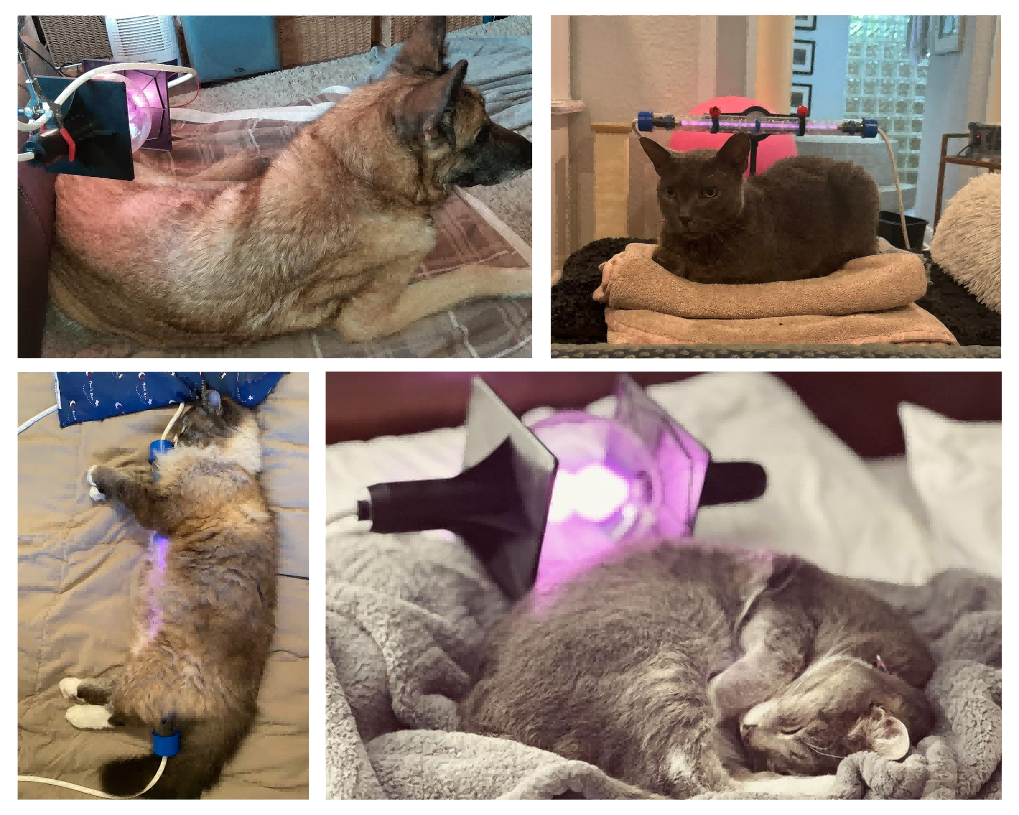 Using Central to Treat Pets-6