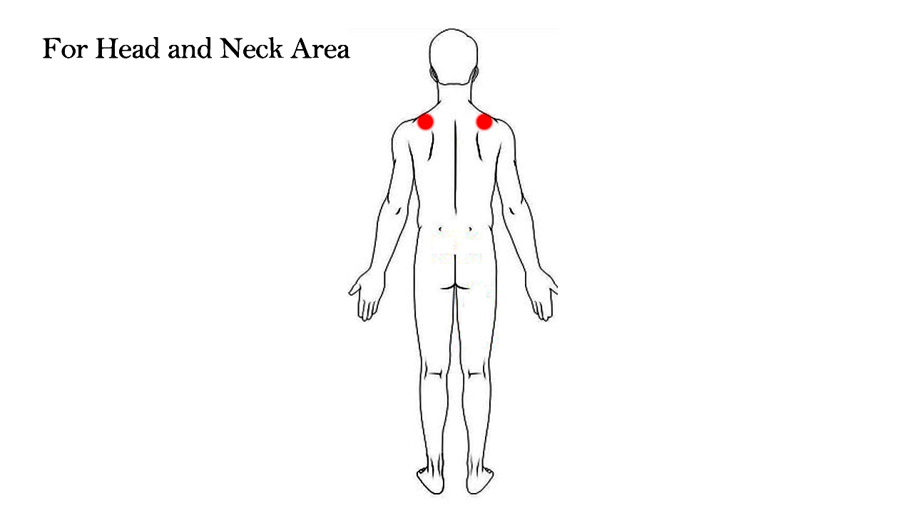 The Head and Neck Area