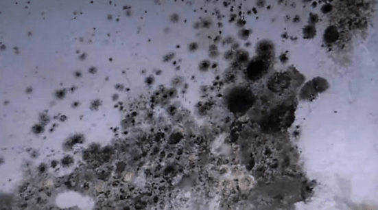 mold
