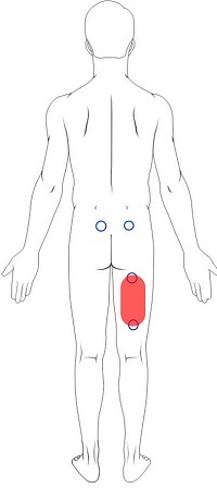 Hamstring