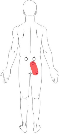 Hip and Buttock