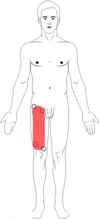 Thigh (Quadriceps)
