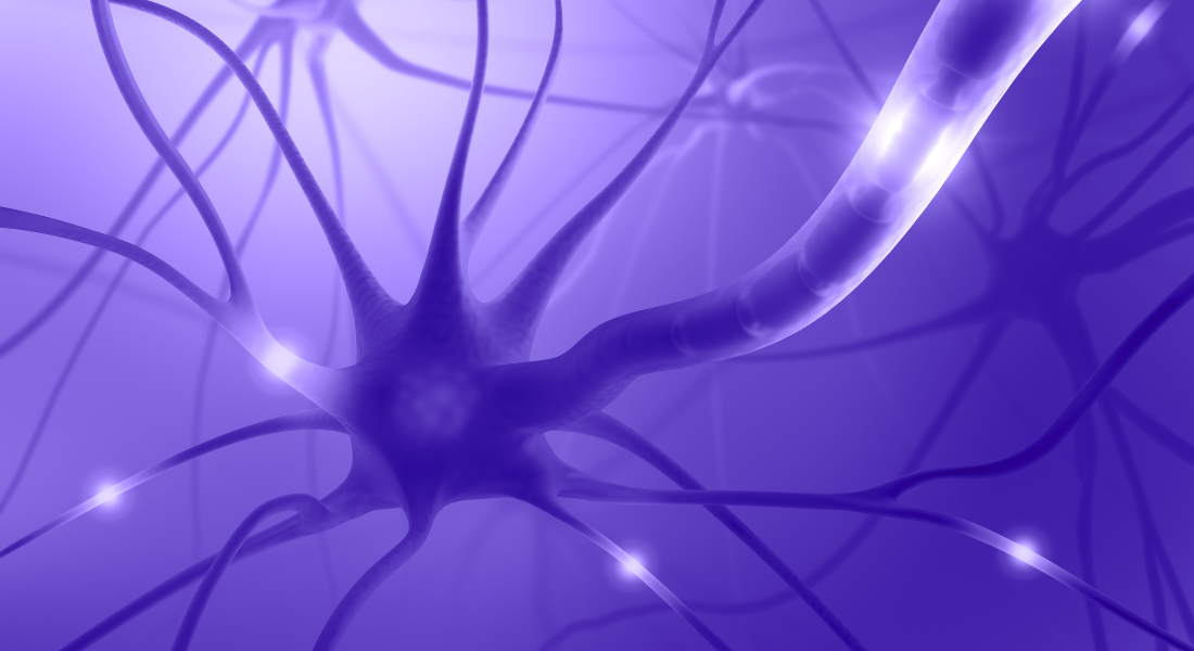 vagus nerve