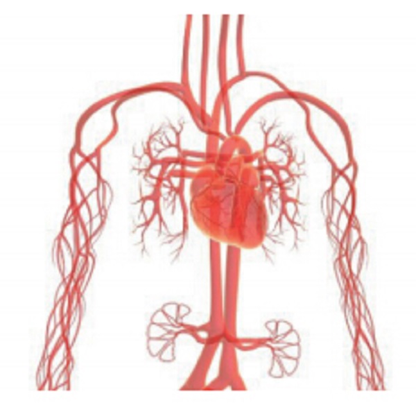 target organs