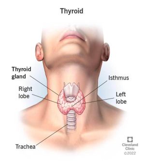 thyroid thyroid
