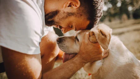 Palliative care for dog Palliative care for dog