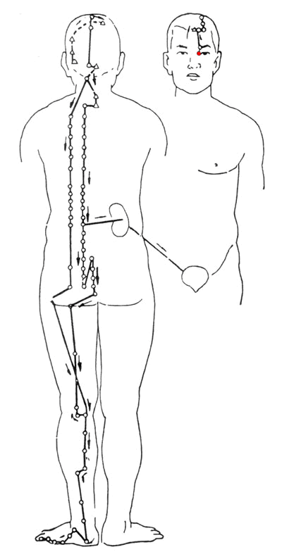 Bladder