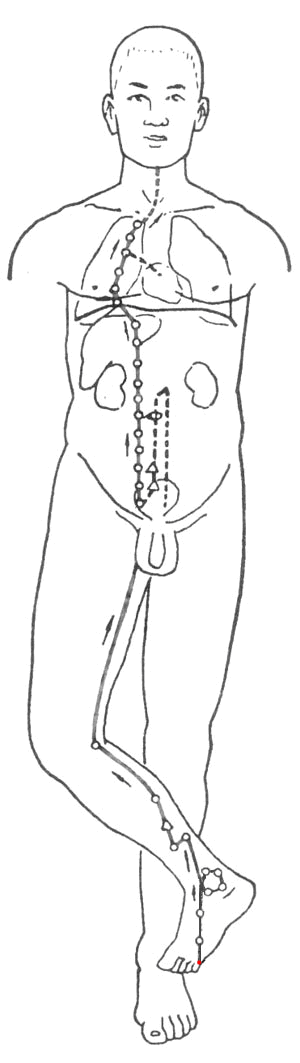 Kidney