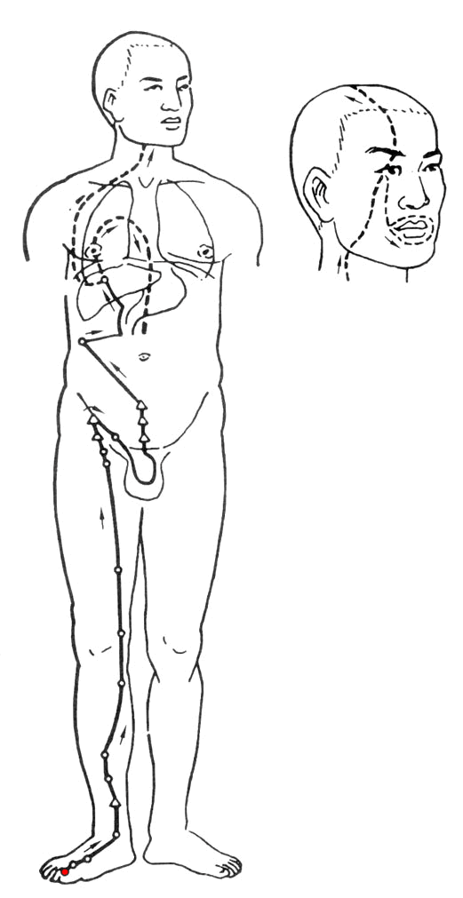 Liver