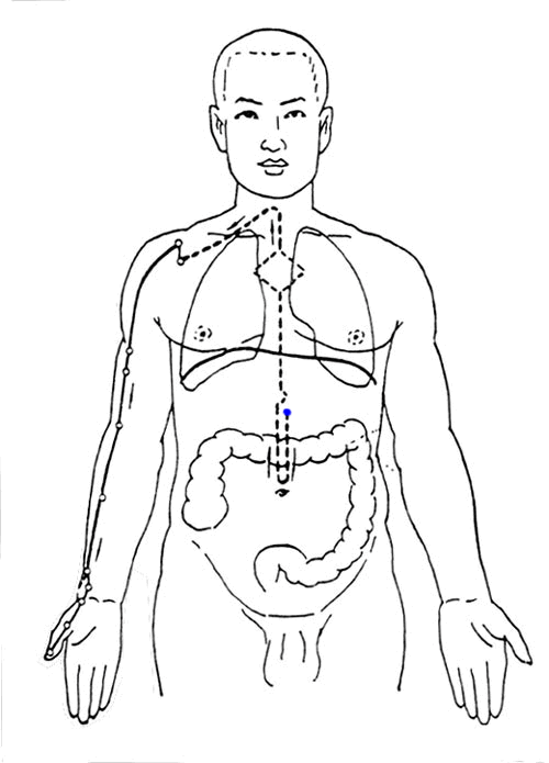Lung