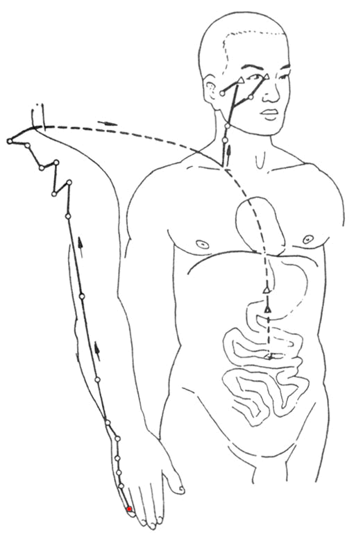 Small Intestine