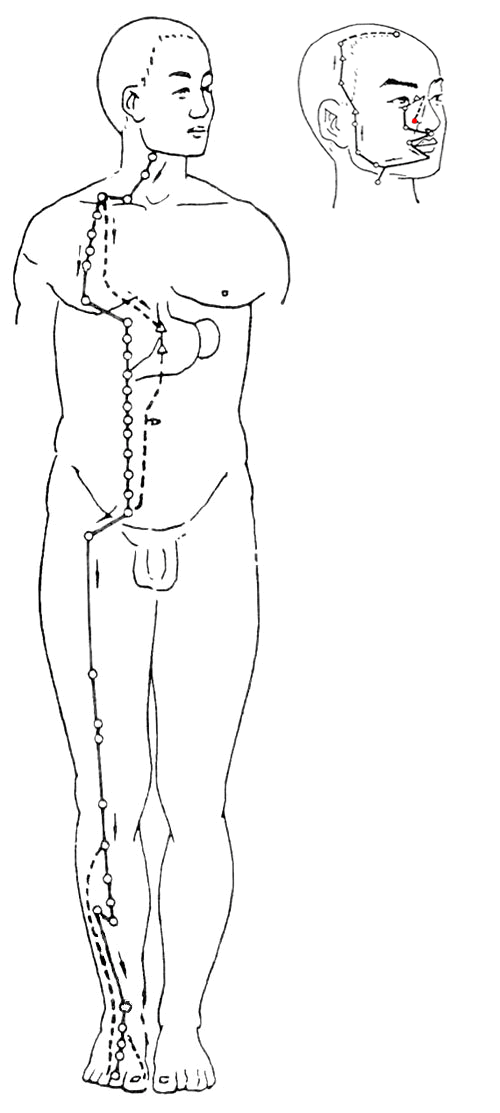 Stomach