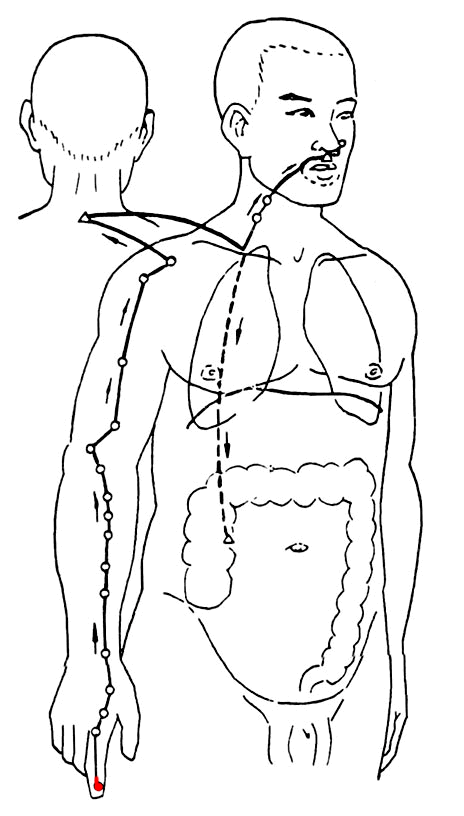 Large Intestine