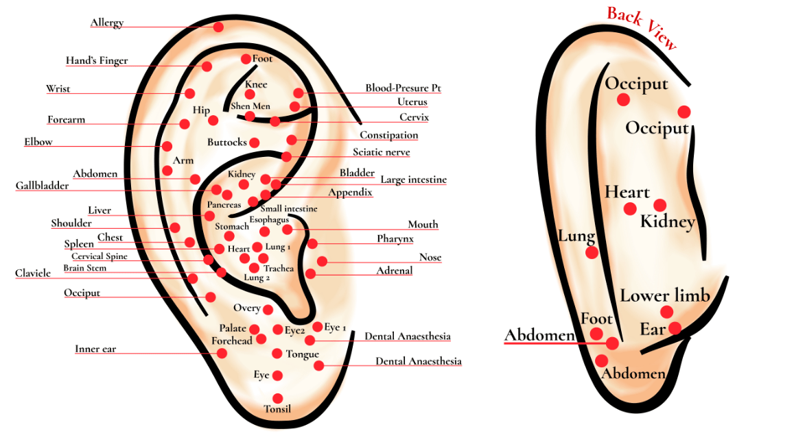 Ear Reflexology Chart