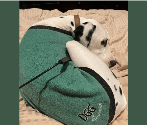 Pet Wellness A user shared how Solfeggio frequencies, combined with other therapies like PEMF, helped their dog regain vitality and relieve stress. The dog became more relaxed and mobile after the treatments.